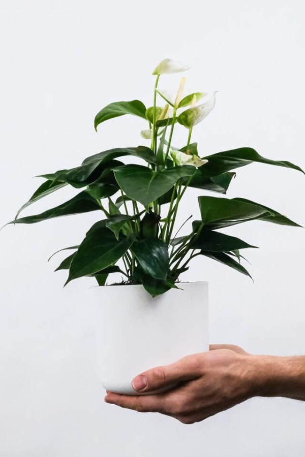 Golden Pothos Pole - Imagen 2