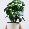 Ficus Decora Cabernet - Imagen 2